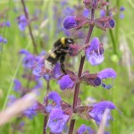 Plants for bees