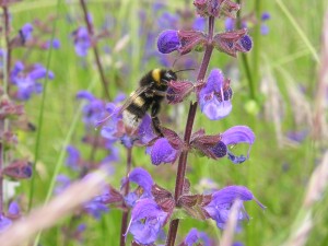 Wildflowers for bees