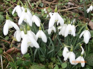 Wildflower Bulbs