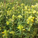 Yellow Rattle Wild flowers