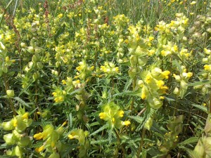 Yellow Rattle Wild flowers