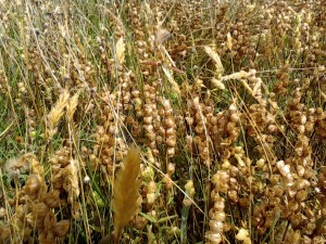 Yellow Rattle seed-heads