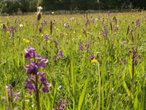 How to create a Wildflower Meadow