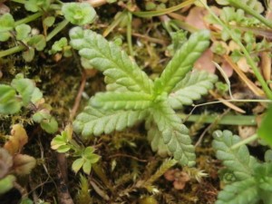 Yellow Rattle seedling