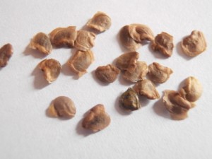 Yellow Rattle seeds