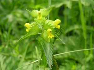 Yellow Rattle Plant
