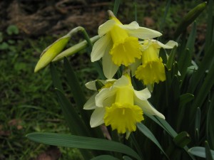 How to grow Wild Daffodil from Bulbs