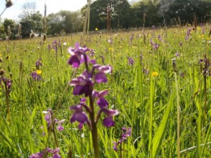 how to grow wildflowers in grass