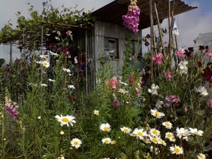 Allotment Wildflowers