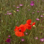 Wildflower combinations