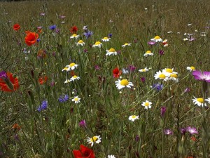 How to grow cornfield annuals