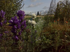 Allotment Wildflowers