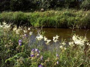 Wildflowers for banks