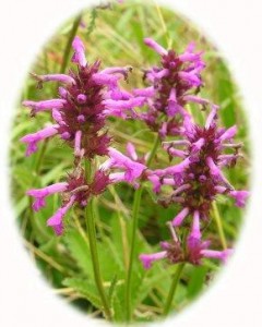 Bettony Wild flower Plants