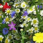 Free wildflower seeds