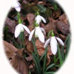 When to plant snowdrops