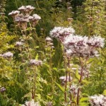 The wildflower garden in September