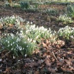 When to grow Snowdrops