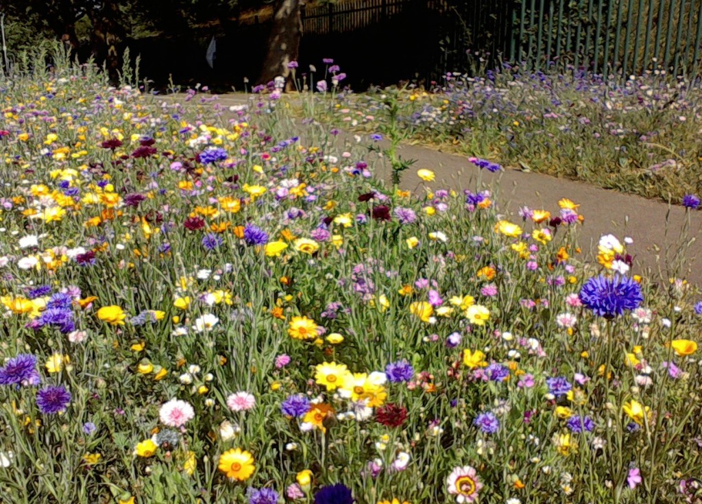 Wildflower landscaping