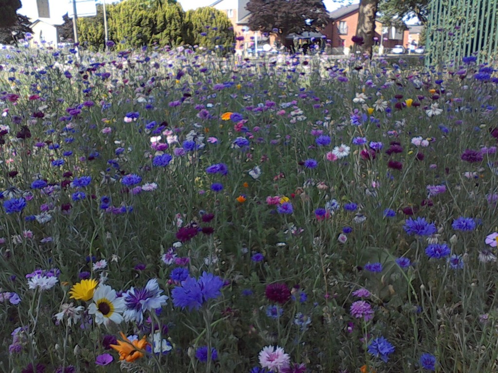 Wildflower landscaping