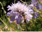 Bee friendly Plants