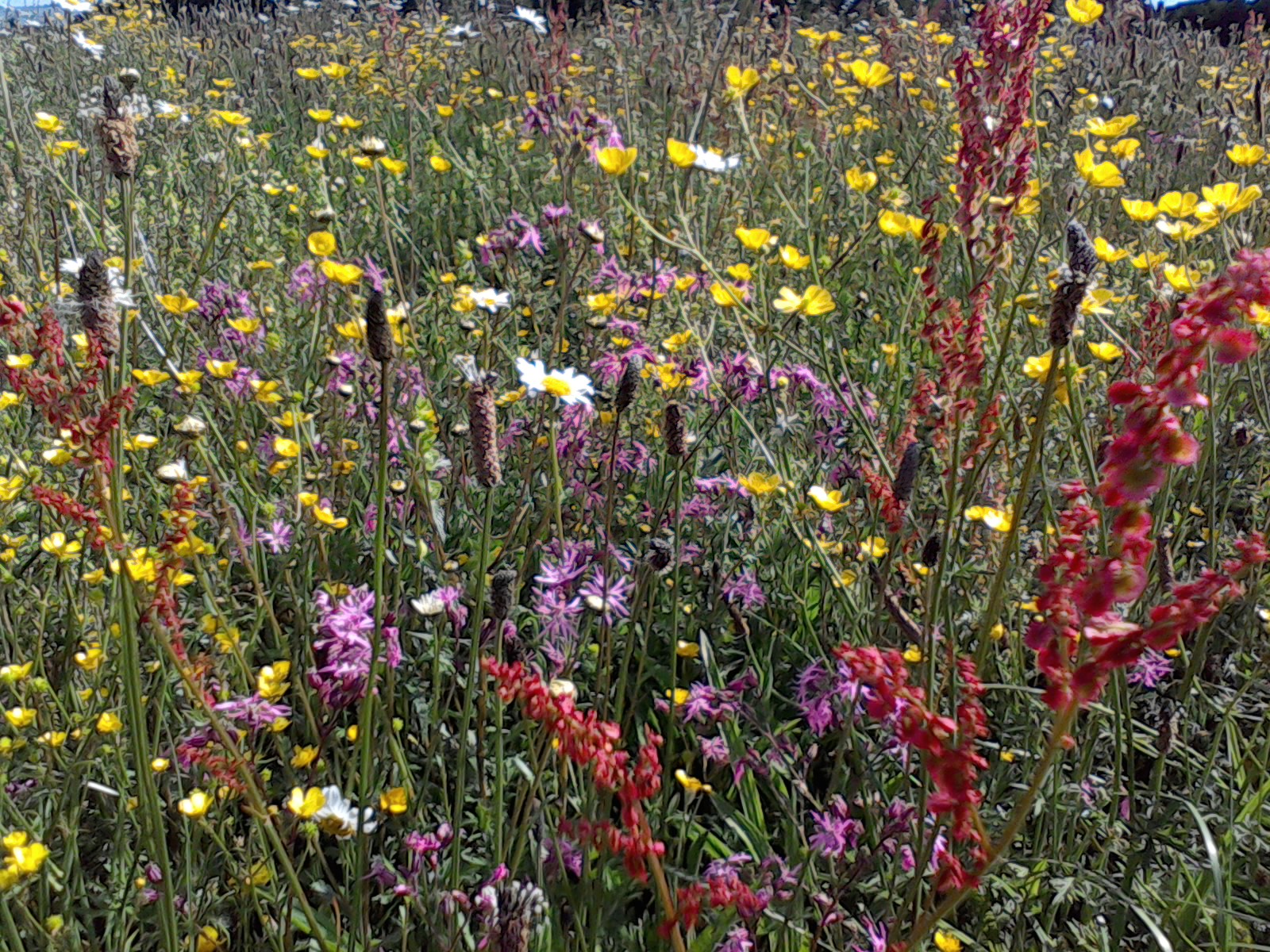 meadow-seeds-when-to-sow-wildflowers-uk-blog