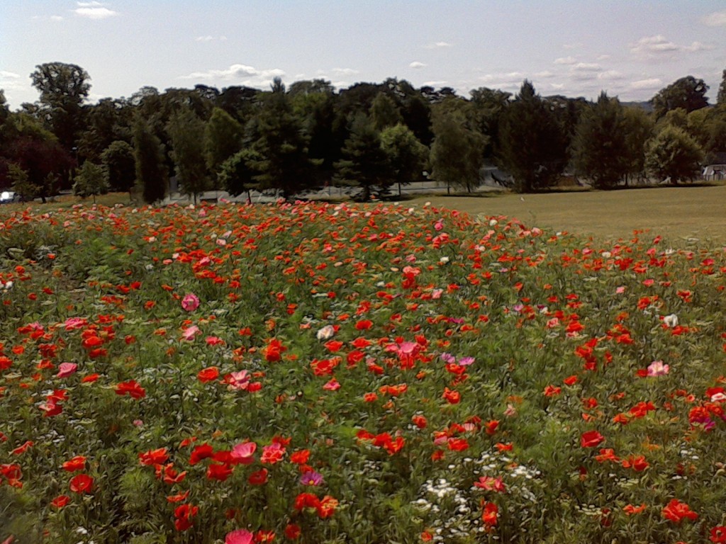 Wildflower landscaping