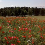 Meadow seeds when to sow