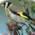 Attracting birds to your garden