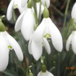 Snowdrops in the green