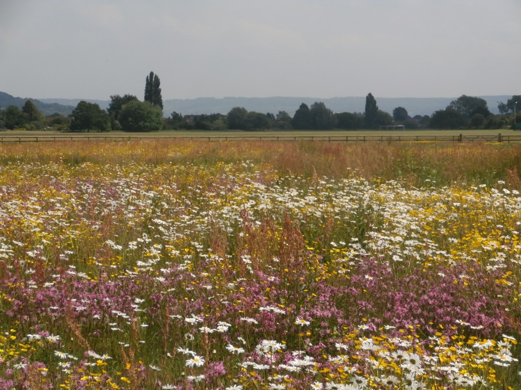 How to plant a Wildflower meadow Wildflowers UK Blog