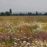 How to plant a Wildflower meadow