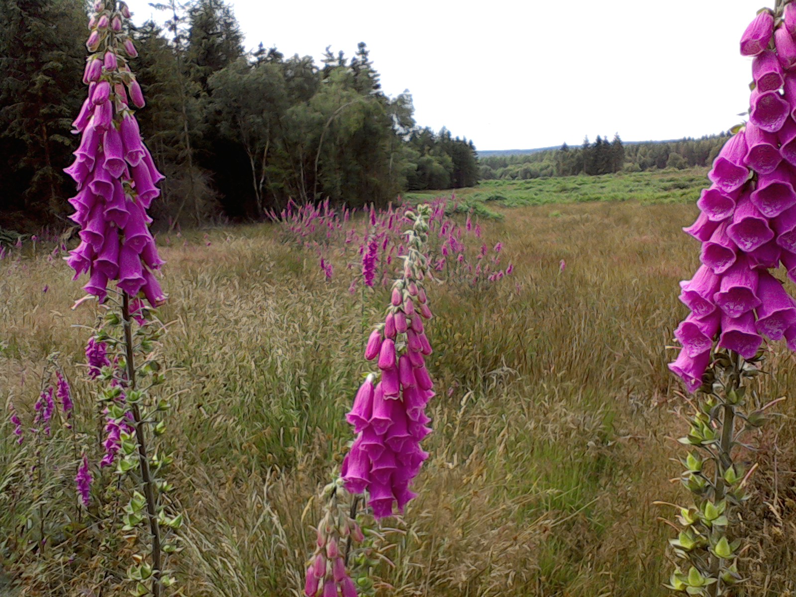 Best Soil To Plant Wildflowers at Randall Buck blog