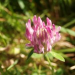 Wildflower Lawn Seed
