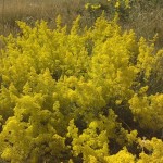 wildflowers for clay