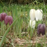 Wildflowers for wet areas
