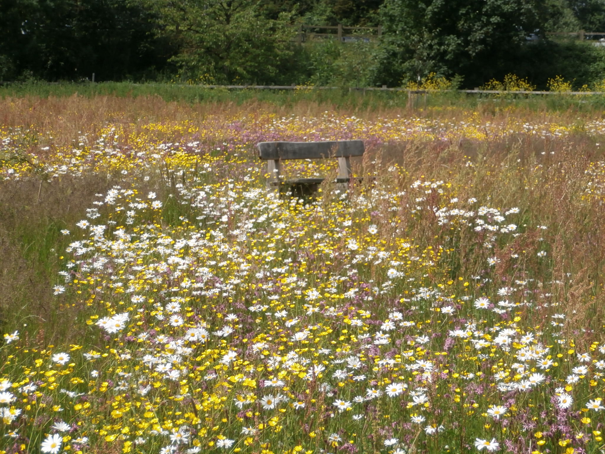 Wildflowers for wet areas Wildflowers UK Blog