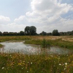 Wildflowers for wet areas