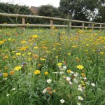 Wildflowers for wet areas