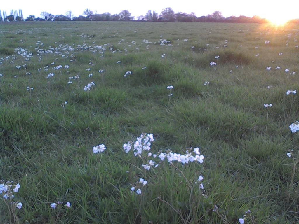 grass seed with wildflowers