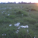 grass seed with wildflowers