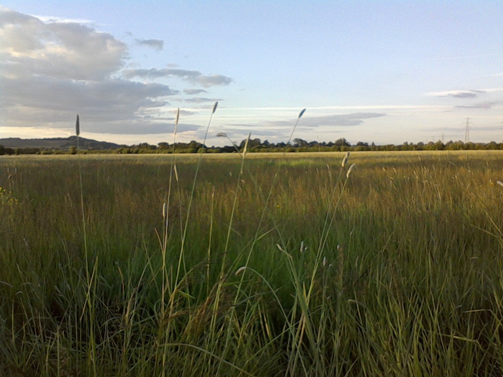 grass seed with wildflowers