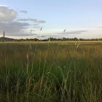 grass seed with wildflowers