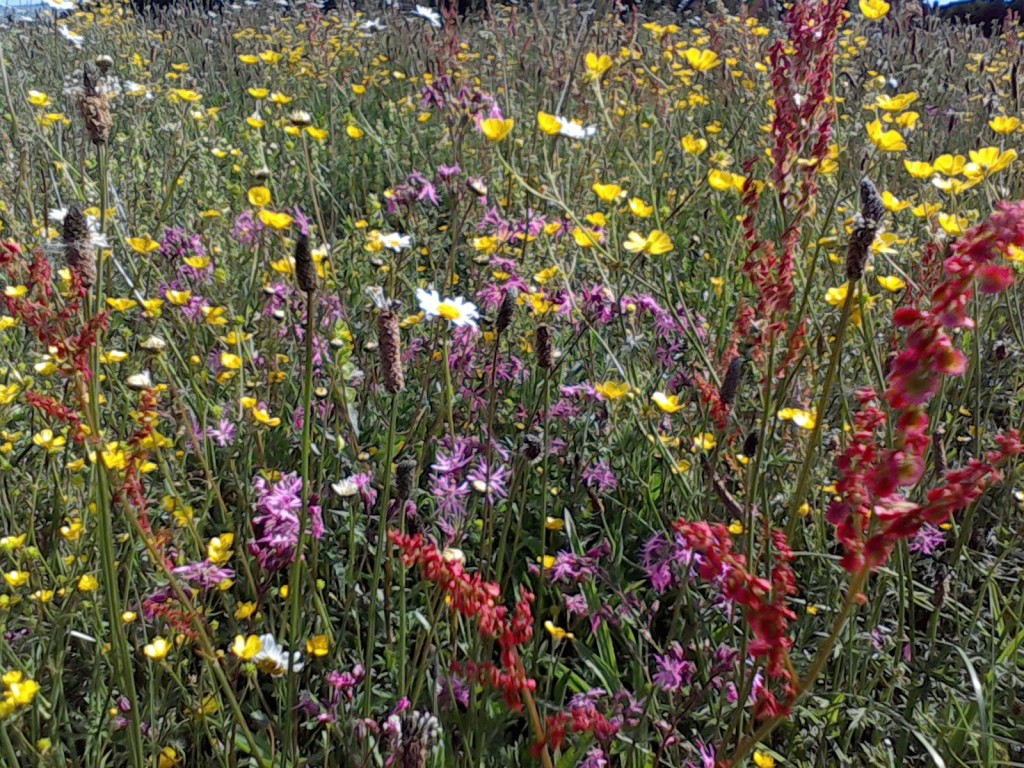 grass seed with wildflowers