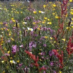 grass seed with wildflowers