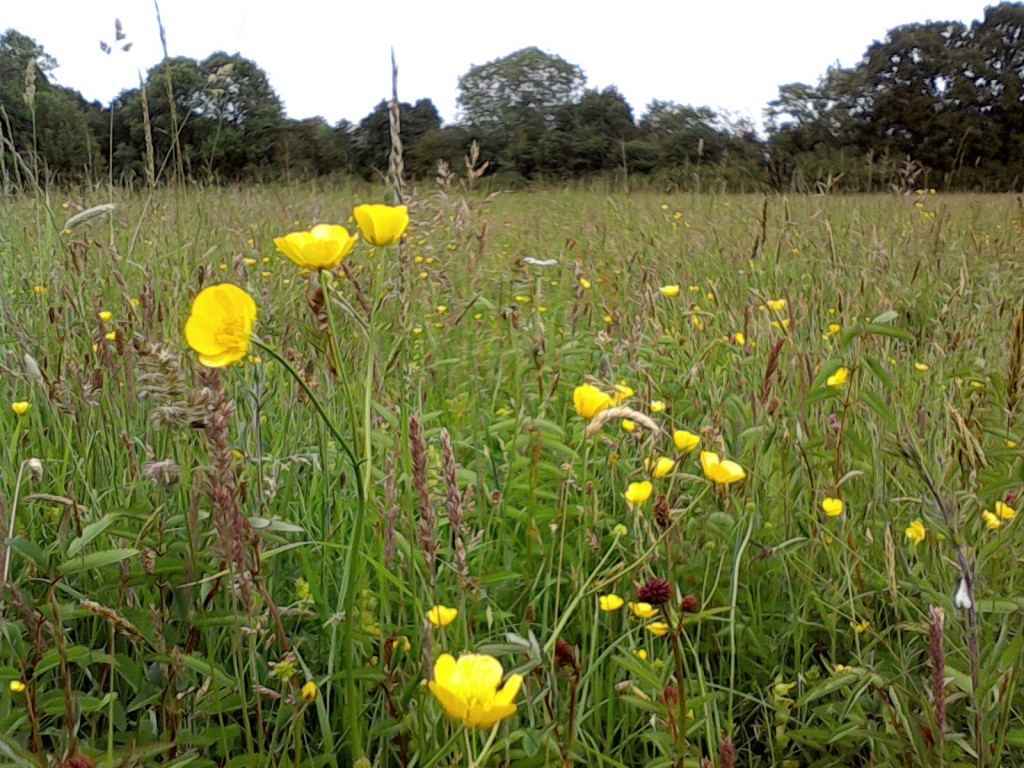 grass seed with wildflowers