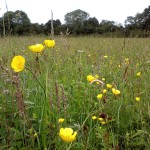 grass seed with wildflowers