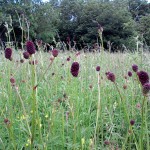 Wildflowers for wet areas