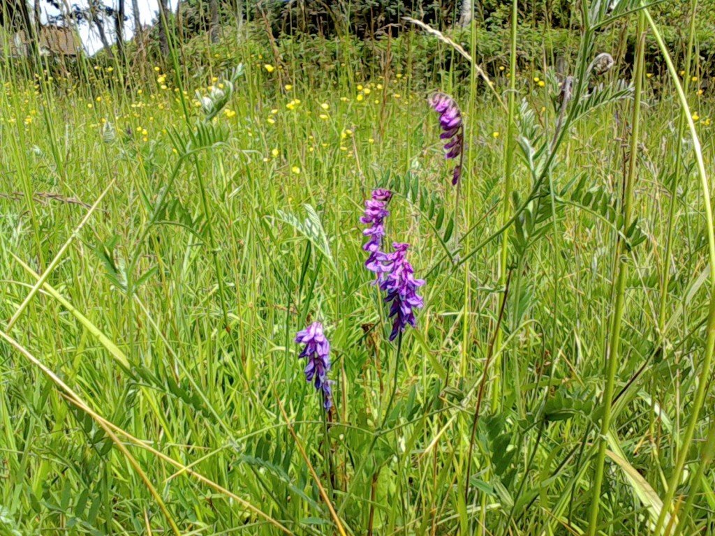 grass seed with wildflowers