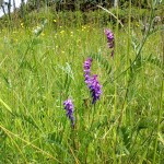 grass seed with wildflowers